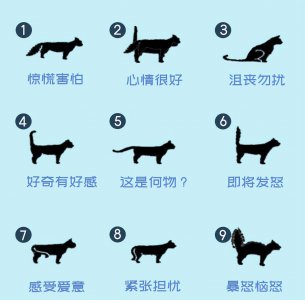 猫尾巴尖轻轻晃动代表什么意思 猫咪尾巴尖轻微晃动的含义