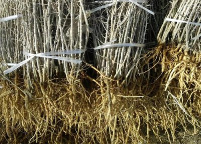 枸杞根的功效与作用 枸杞根的功效与作用及食用方法