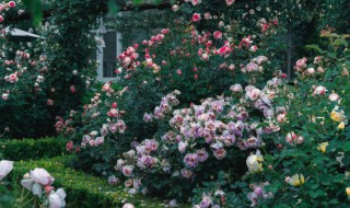 常见本草植物有哪些 常见本草植物有什么