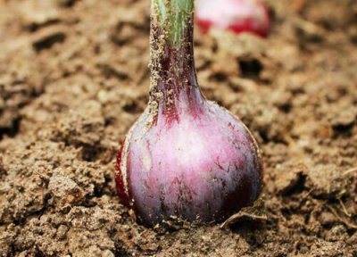 洋葱是植物吗 属于是什么科植物