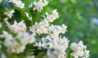 茉莉在什么季节修剪 茉莉在什么时候修剪