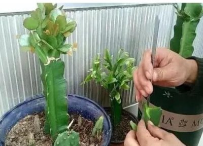 火龙果嫁接蟹爪兰的养殖方法 火龙果嫁接的蟹爪兰如何养护成活率高
