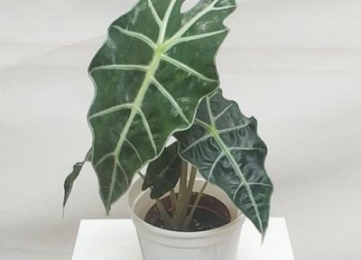 海芋养在室内有毒吗 海芋有毒为什么还有人养在家里