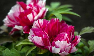 家放什么花草好看又旺财 家庭室内养什么花旺财