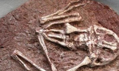 恐龙时代的魔鬼蛙有多大 史前青蛙真的能吃掉恐龙