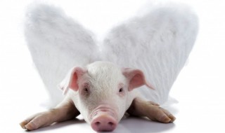 属猪人2023年运程 生肖猪2023年生肖运程