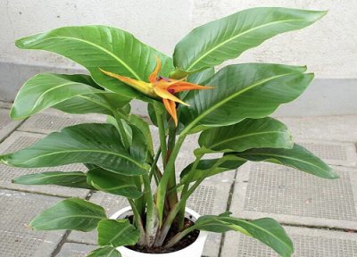 家里养天堂鸟花吉利吗 适合在室内养吗