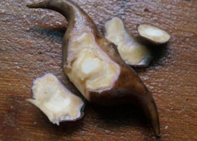 菱角长在哪里 哪里盛产菱角