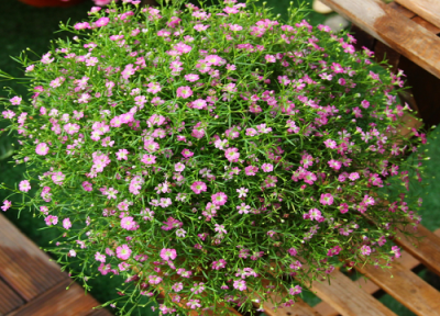 家里养满天星 满天星好养吗