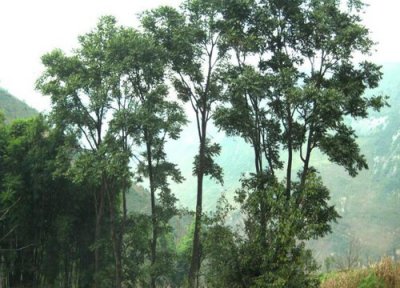 院子西北角种什么树风水好 适合庭院西北角栽的树