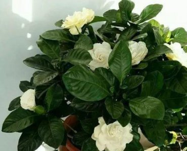 氮肥和硫酸亚铁可同时浇花吗 硫酸亚铁对花卉的作用