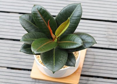 橡皮树叶子长不大 橡皮树叶片比较瘦小是什么原因