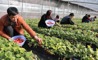 草莓大棚一亩建造价格 草莓大棚一亩建造价格及产量