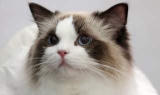 怎么来养好布偶猫 养好布偶猫的方法