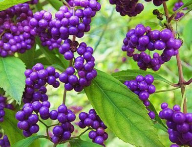 紫珠草特点 紫珠草的功效与作用