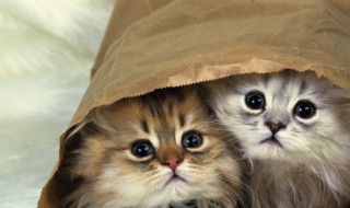 小猫流眼泪是怎么回事 猫咪流泪的原因