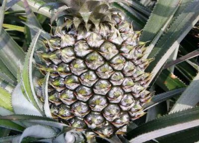 种植菠萝简介 波萝几年结果实