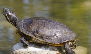 草龟适合什么属相的人养 什么属相的人养龟最旺