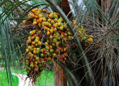 加拿利海枣多久长果实 加拿利海枣果实能吃吗