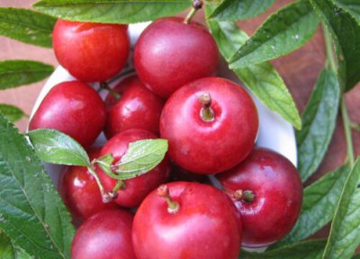 钙果树几年结果 种植多少年能开花结果