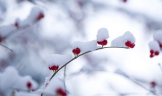 怎样提高抗寒能力 如何提高抗寒能力