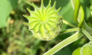 苘麻泡水喝有什么功效 苘麻的作用有哪些