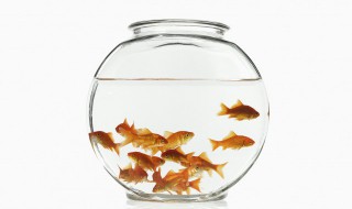 冬天室内如何养小鱼好 冬天怎样养好小鱼