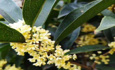 桂花什么时候扦插最佳 桂花树扦插繁殖时间及方法要点