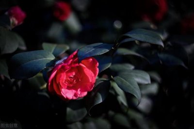 山茶花什么时候扦插最好 山茶花扦插生根成活最快方法