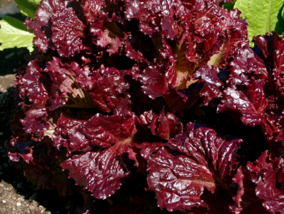 红叶生菜生吃好处 红叶生菜可以生吃吗