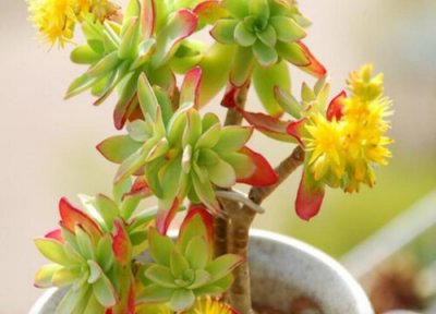 多肉植物长得太高了怎么办 种的多肉越长越高怎么修剪