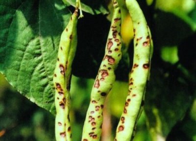 豆角种植中常见病害 豆角病虫害防治技术与方法措施