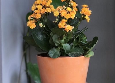 长寿花花盆选择窍门 长寿花适合用多大的花盆