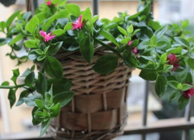 牡丹吊兰大量抽条后如何管理 不想让吊兰抽条怎么打理