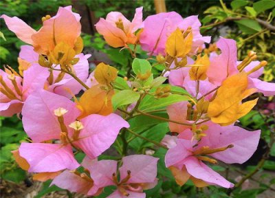 三角梅只见花不见叶日常养护方法 三角梅叶子多不开花去掉叶子可以吗