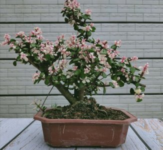 金枝玉叶如何快速养成老桩 怎么快速生根养成盆景造型