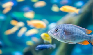 小糟鱼的家常做法 小糟鱼简单的家常做法