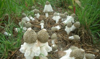 新鲜竹荪菌怎么处理 新鲜竹荪菌如何处理