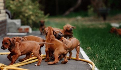 小狗送走大狗伤心多久 狗狗的孩子被送走的影响