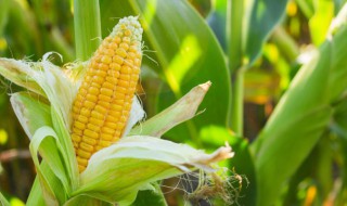 玉米吃哪个部位 玉米食用的部位叫什么