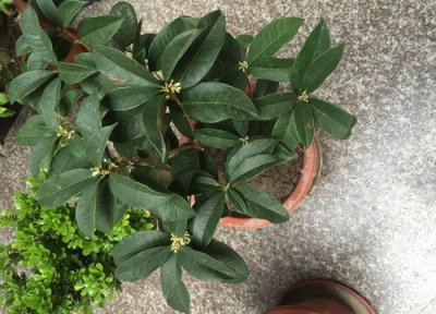 给桂花树松土都有哪些好处 都用松针土养桂花树可以吗