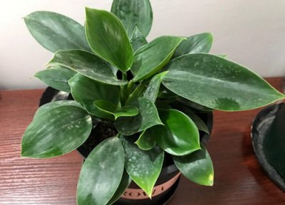 属猪的适合养什么植物旺财 生肖猪种什么植物旺自己财运