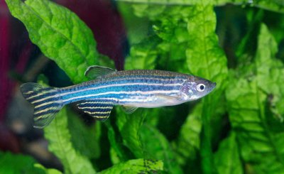 斑马鱼吃什么食物为主 喂斑马鱼什么食物可以长得更好