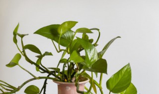 绿萝怎么盘 盘绿萝的方法