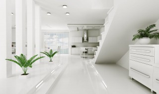 阴面客厅适合养什么 阴面客厅适合养哪些植物