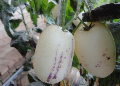 观果的室内花卉 盆栽观果植物的打理方式和养殖经验