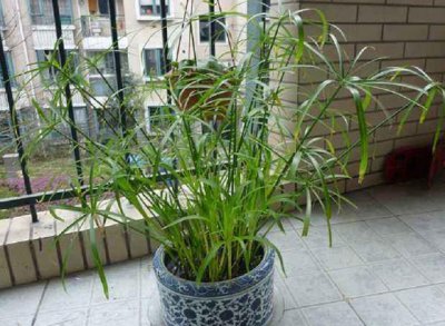 水竹可以用土栽培吗 土培水竹的养殖方法和注意事项