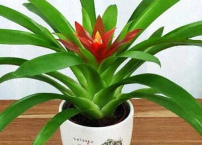 水塔花适合在室内养吗 室内养有毒吗