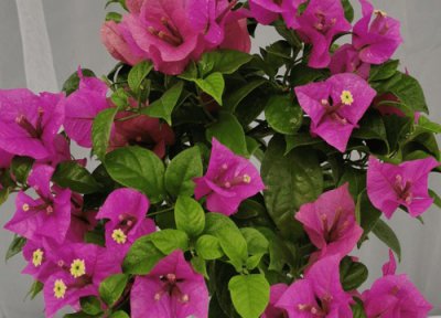 三角梅秋季养护与管理注意事项 秋冬季节三角梅养护方法