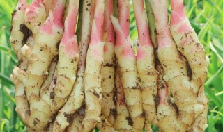 吃嫩姜的好处与坏处 吃嫩姜对身体有什么好处与坏处